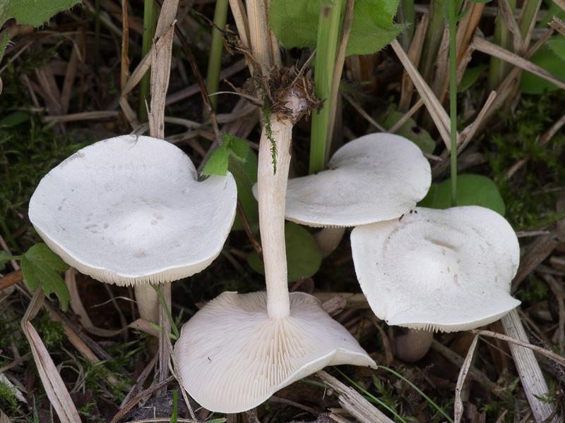 Clitocybe quisquiliarum